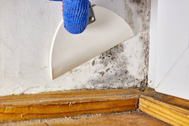 Best Mold Damage Restoration  in Ellerslie, GA